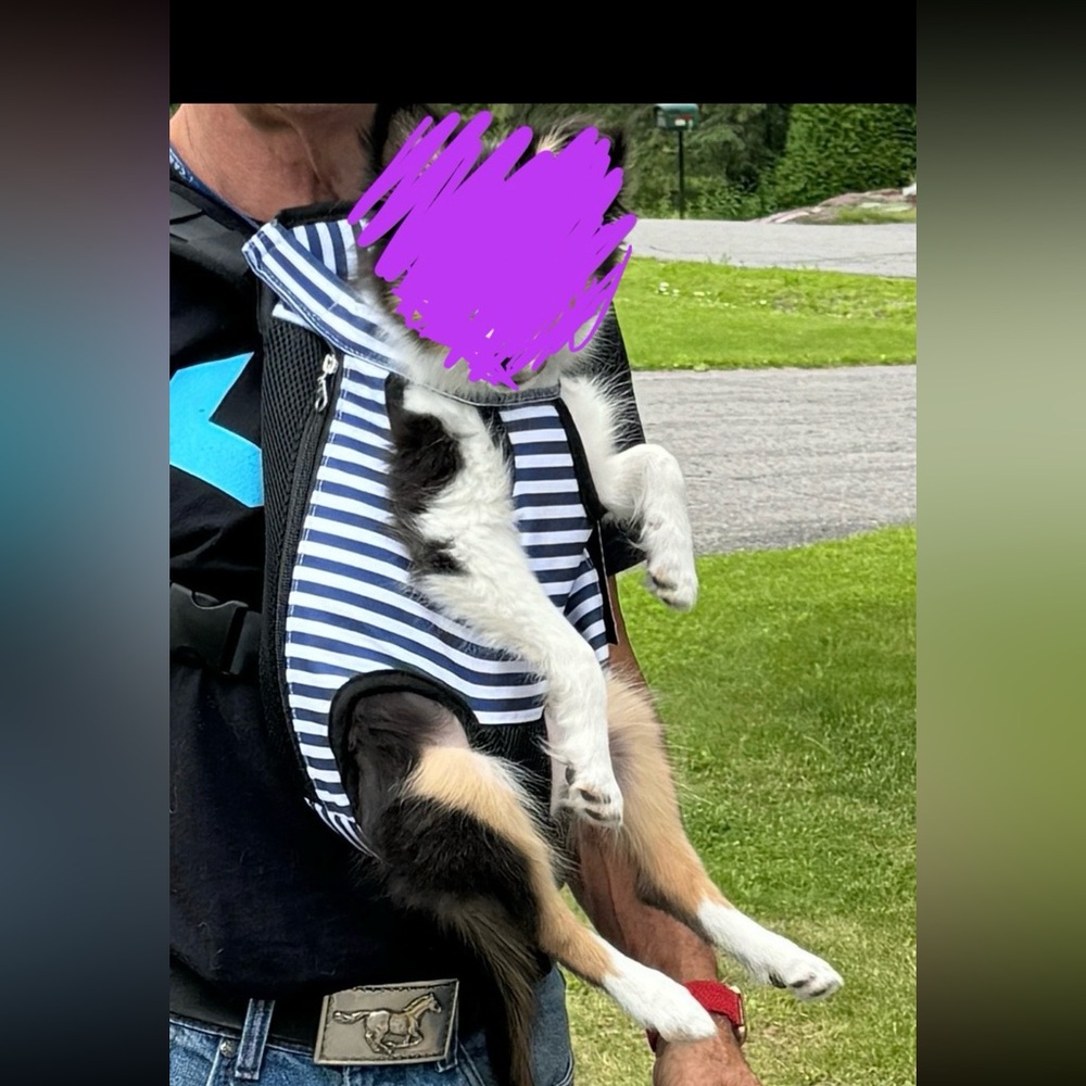 Striped Pet Carrier Backpack for small Dog
